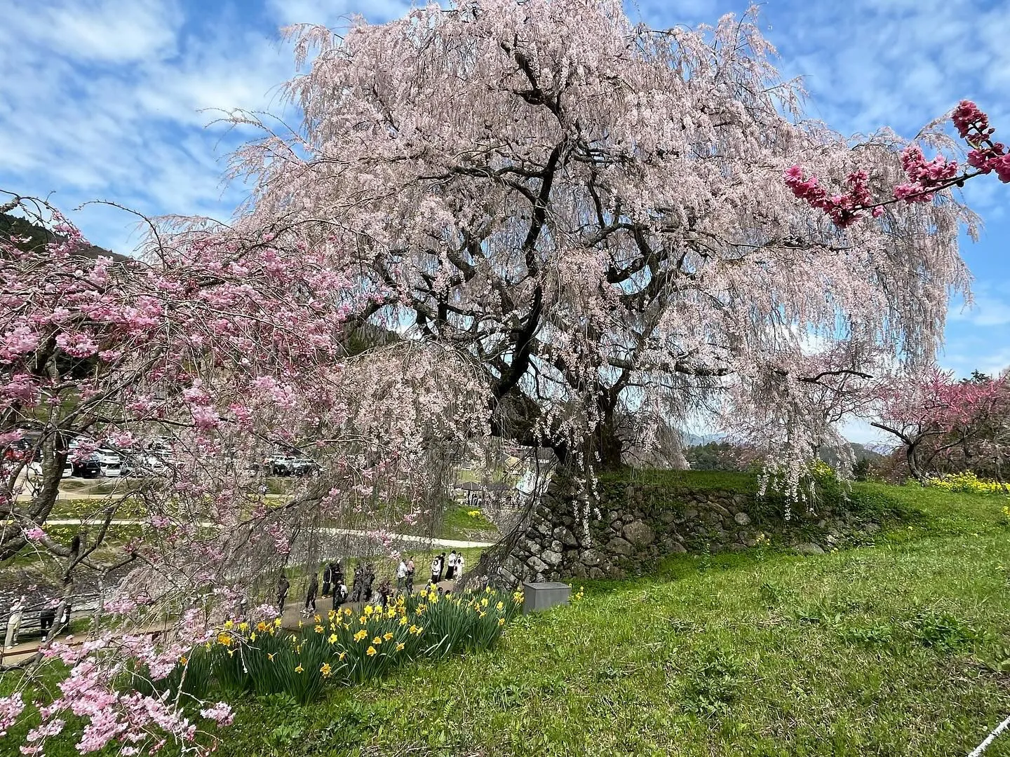 今日は、奈良県宇陀市の又兵衛桜行ってきました。